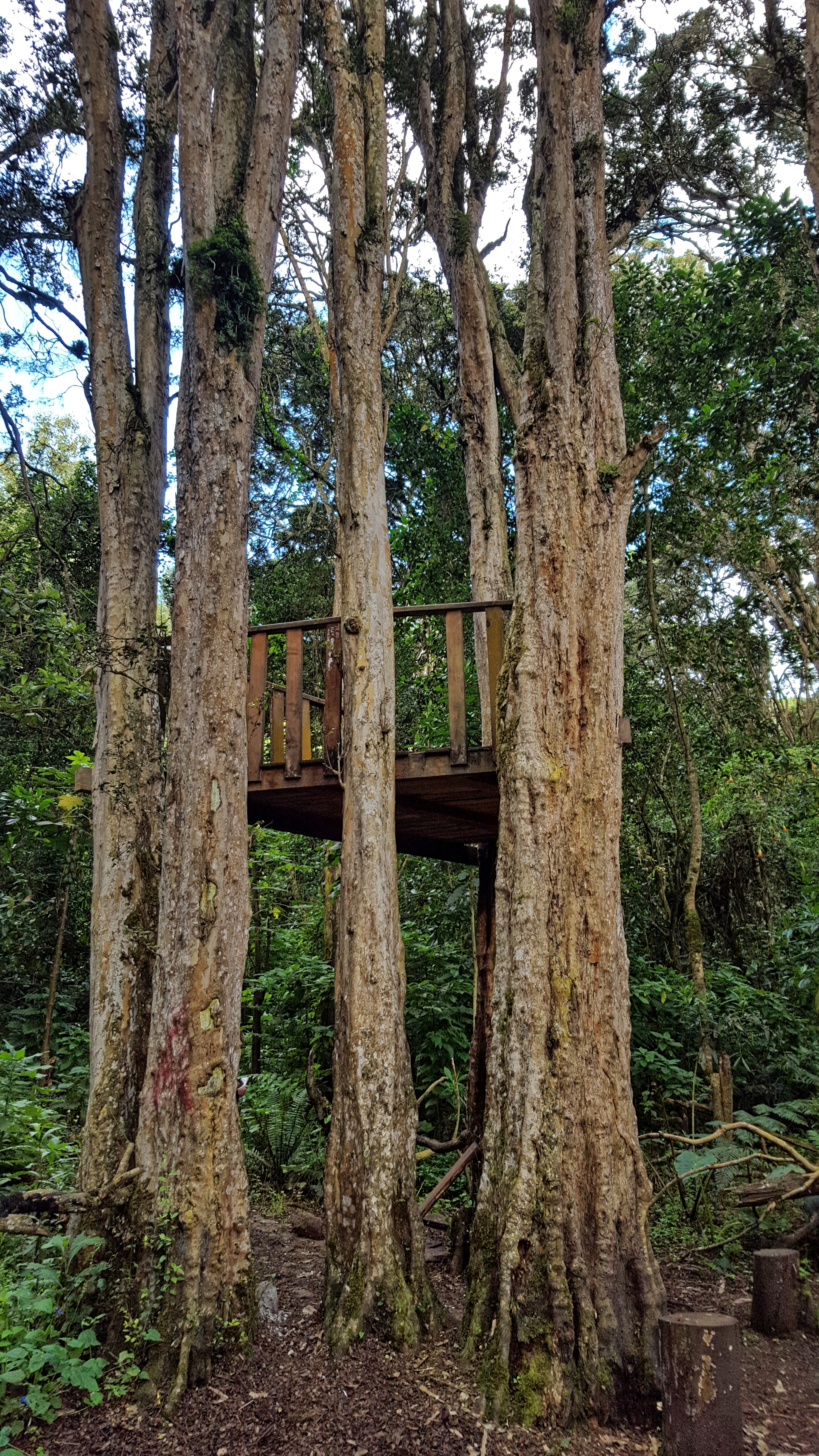 Passeio de catamarã pelo Nahuel Huapi até o encantador Bosque de Arrayanes com suas árvores de tronco cor de canela.